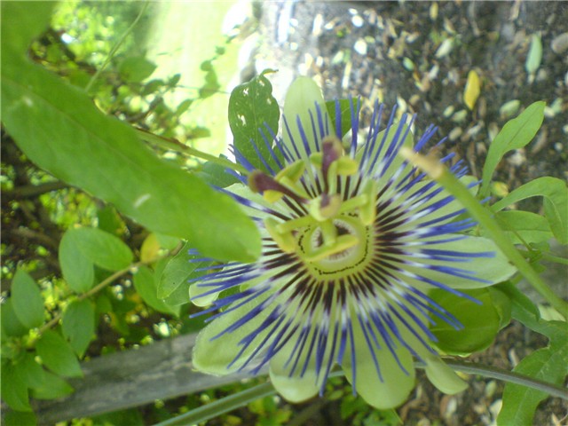 pasiflora